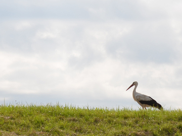 Storch auf dem Deich