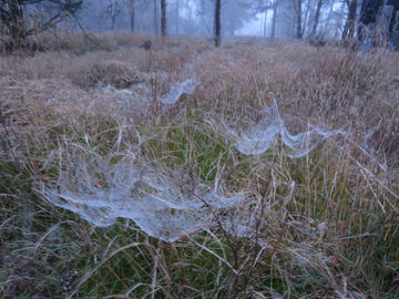 Die Spinnenweben verschwimmen mit dem Hintergrund