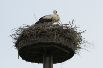 Der Storch ist nicht besonders interessiert