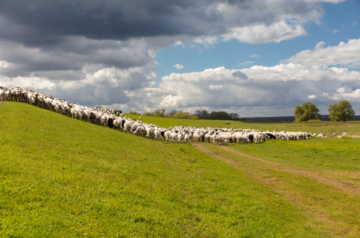 Schafe auf dem Deich