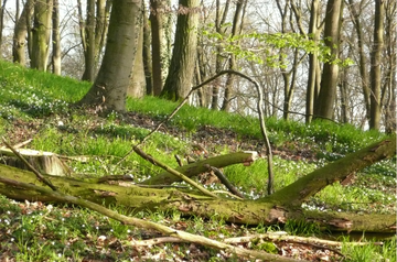 Frühlingshafter Laubwald am Randhang der Geest