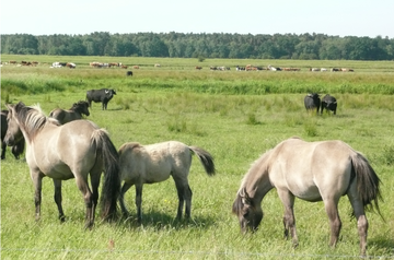 Koniks und Wasserbüffel in den Sudewiesen