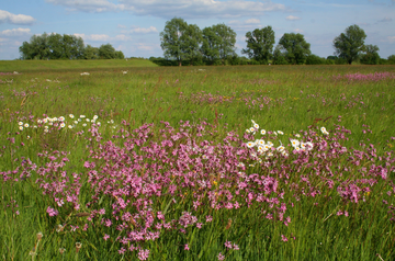 Blühende Wiese an der Jeetzel