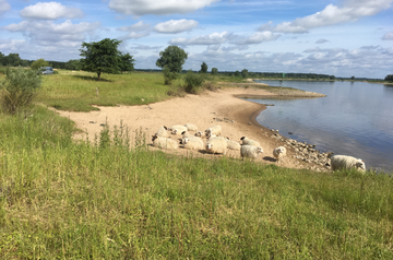 Landschaftspflegeherde zur Uferbeweidung bei Bleckede - © O. Schwarzer