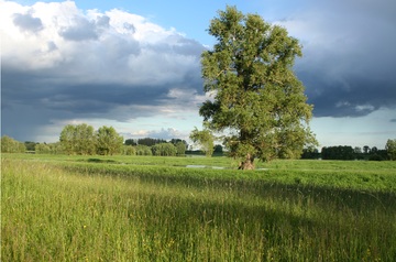 Weite Auenlandschaft bei Strachau - © O. Schwarzer