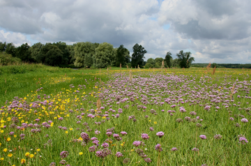 Extensiv gepflegtes Überschwemmungsgrünland auf dem Vierwerder - © O. Schwarzer