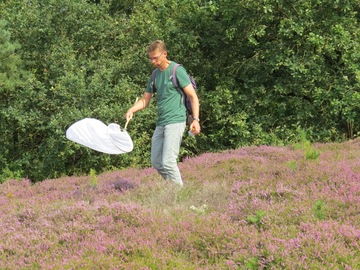 Die Heide ist bei den Faltern sehr beliebt