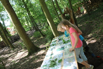 Wald-Biosphären-Spiele