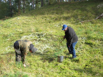 Flechten auf Dünen