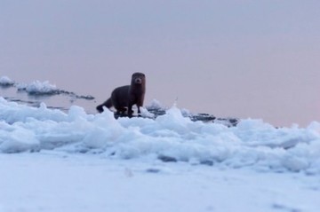 Wehrhafter Kämpfer: Der Amerikanische Nerz (Mink)