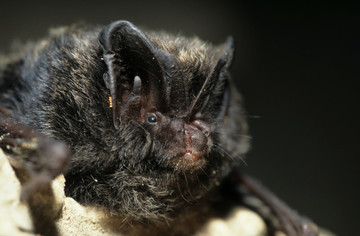 Mopsfledermaus im Portrait