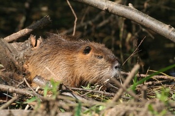 Gefräßige Vegetarierin: Die Nutria