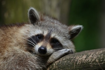 Schlauer Überlebenskünstler: Der Waschbär