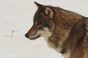 Wieder heimisch in der Elbtalaue: Der Wolf