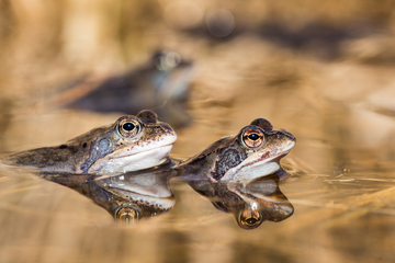 Grasfrosch