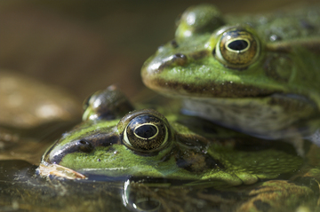 Teichfrosch