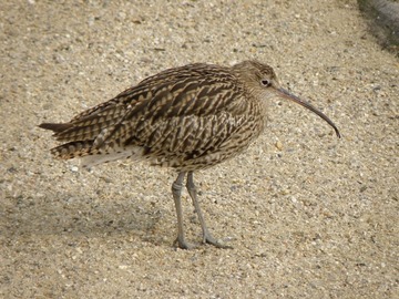 Großer Brachvogel