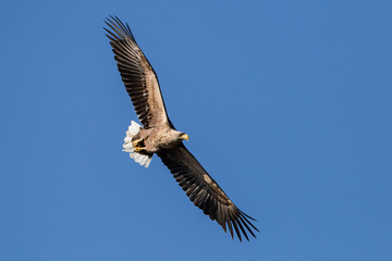 Seeadler