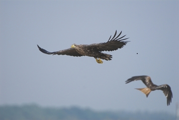 Seeadler und Rotmilan