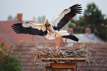 Weißstorchpaar beim Nestbau