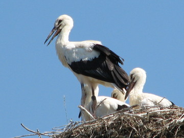 Weißstorch Jungvögel