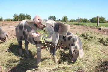 Bunte Bentheimer Schweine