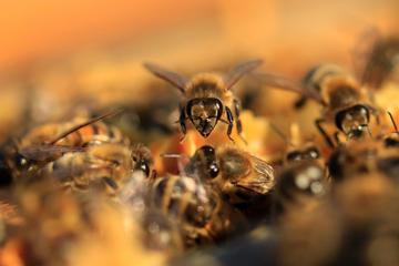 Dunkle Honigbienen