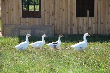 Leinegänse