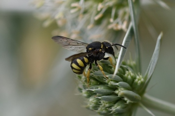 Gelbe Düsterbiene