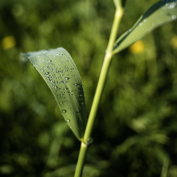 Wassertropfen