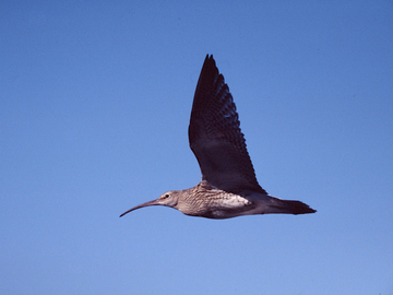 Brachvogel