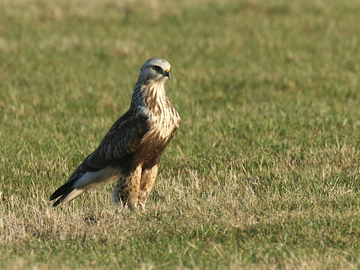 Rauhfußbussard