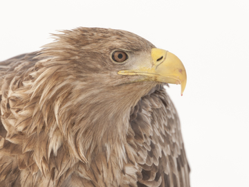 Seeadler