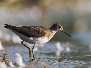 Waldwasserläufer