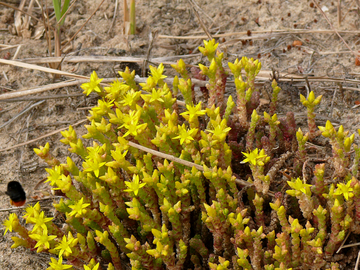 Scharfer Mauerpfeffer