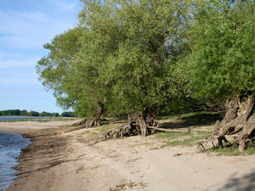 Weiden am Elbufer