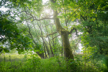 Hartholzauenwald "Junkerwerder"