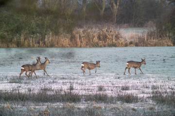 Rehe am Morgen