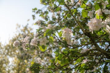 Apfelblüte im Frühling