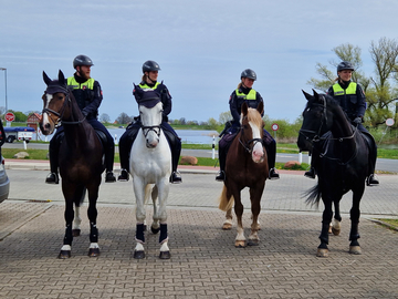 Polizeireiterstaffel 2023 am Hafen Neu Darchau