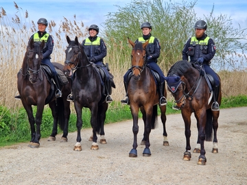 Die Polizeikommissar*innen (v.l.n.r.) A. Hartmann, C. Witte, L.-M. Schulz und T. Kirschtowski auf ihren Pferden.