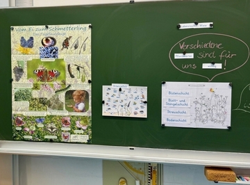 Insekten in der Wiese