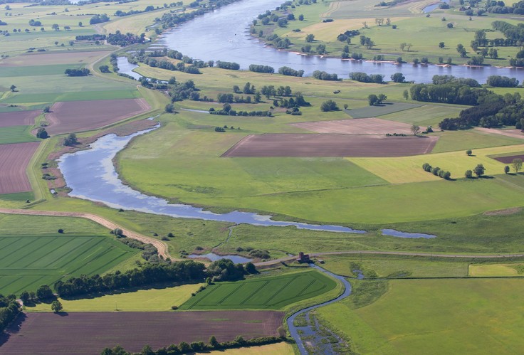 Taube Elbe