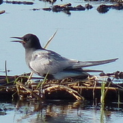 Trauerseeschwalbe