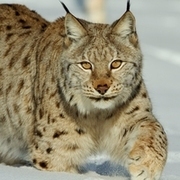 Luchs