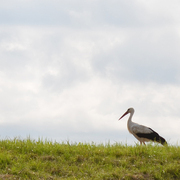 Storch auf dem Deich