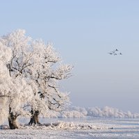 Raureif in der Landschaft der Elbtalaue