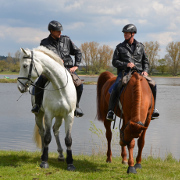 Polizeireiter am Elbufer