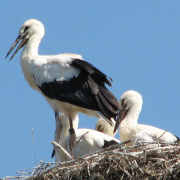 Jungstörche auf dem Storchenhorst