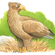 Seeadler - Arten für Kinder